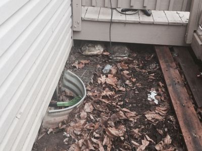 HH-0017
Photo Date: February 2, 2016
Photo Credit: Sydney Strader
Description: While investigating a gasoline spill in the crawl space of a duplex that was causing headaches for complainants, we tried to detect an odor from the window well of the complainants' unit. Finding nothing, we went to the neighbors’ side to see if the smell would be detectable from the other window well. We detected no odor, but instead were greeted by two enormous catfish heads grinning at us from us from under the deck!
