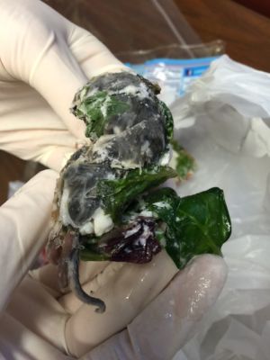FS-0045A
Photo Date: June 27, 2016
Photo Credit: Adrianne Northcutt
Description: Some kind of rodent was sealed in a bag of Dole Spring mix salad during packaging.  There was no decomposing of the rodent, and the bag of salad was packaged in California and purchased at a local store here in Montgomery County.  

