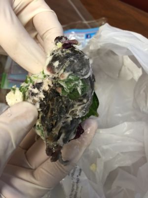 FS-0045B
Photo Date: June 27, 2016
Photo Credit: Adrianne Northcutt
Description: Some kind of rodent was sealed in a bag of Dole Spring mix salad during packaging.  There was no decomposing of the rodent, and the bag of salad was packaged in California and purchased at a local store here in Montgomery County.  
