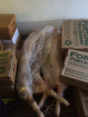 FS-0024
Photo Date: 9/29/15
Photo Credit: Stanley Danao
Description: Photo of dressed pork stored on bed of semi-trailer taken during Interstate Food Transportation Assessment Project (IFTAP) in Lafayette, IN
