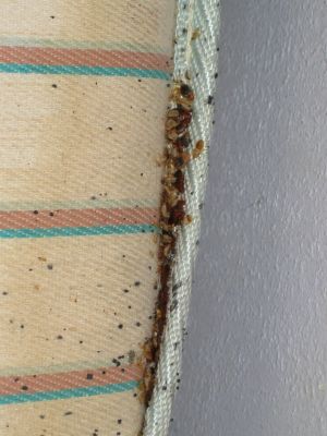 HH-0034
Photo Date:	2018 
Photo Credit:	Steuben Co Health Dept 
Description: …. Several Bedbugs found at a local hotel.  
