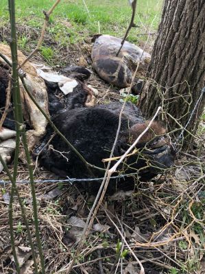 HS-0009A
Photo Date: April 2019
Photo Credit: Nathan Scherer  
Description:  Multiple animal carcasses dumped along an open ditch
