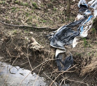 HS-0009B
Photo Date: April 2019
Photo Credit: Nathan Scherer  
Description:  Multiple animal carcasses dumped along an open ditch
