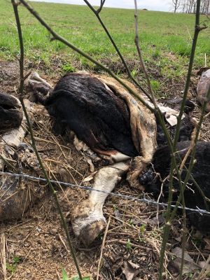 HS-0009C
Photo Date: April 2019
Photo Credit: Nathan Scherer  
Description:  Multiple animal carcasses dumped along an open ditch
