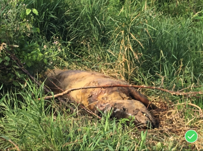HS-0010A
Photo Date: September 2018 
Photo Credit:   Jessica Bergdall
Description:  Dead Pigs piled in and along a ditch to compost (Improper Composting Procedures)

