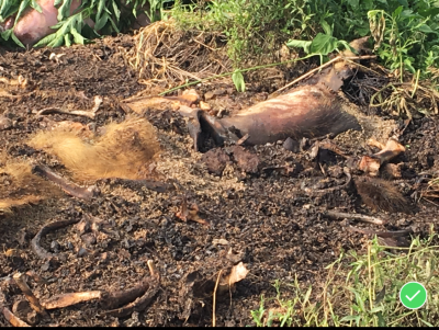 HS-0010B
Photo Date: September 2018 
Photo Credit:   Jessica Bergdall
Description:  Dead Pigs piled in and along a ditch to compost (Improper Composting Procedures)

