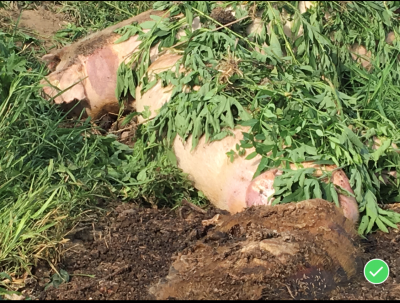 HS-0010C
Photo Date: September 2018 
Photo Credit:   Jessica Bergdall
Description:  Dead Pigs piled in and along a ditch to compost (Improper Composting Procedures)

