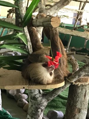 HS-0011
Photo Date:	February 10 2020
Photo Credit:	Jennifer Heller
Description:	A sloth in the Sloth Rescue Center munches on a tasty flower in Colon, Panama.
