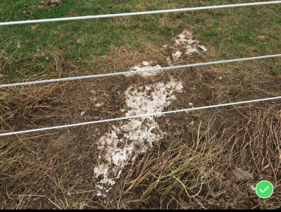 OWS-0037B
Photo Date: October 2018
Photo Credit: Jessica Bergdall   ACHD
Description:  Sanitary Vault Privy contents dumped on surface of ground

