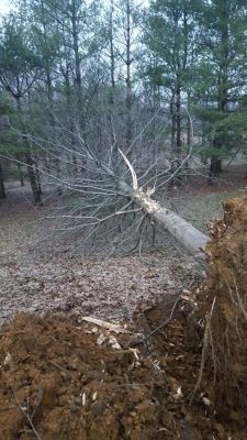 OWS-0041B
Photo Date:	11-2019
Photo Credit:	Troy Cronin
Description:	System Failure. Tree was planted on top of D-Box and randomly throughout the lines.
Submitted By:	Kim Robertson

