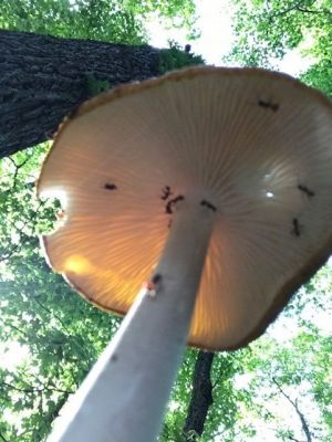 PV-0025
Photo Date:	March 2020
Photo Credit:	Jennifer Heller
Description:	Ants under a mushroom in the Brown County State Park…
