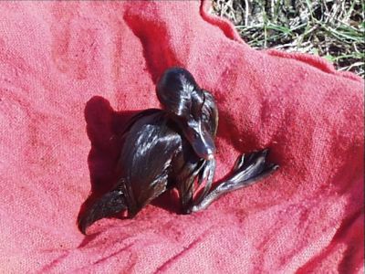 SHW-0010
Photo Date: 7/8/2000
Photo Credit: Jason Ravenscroft
Description: Baby duck covered in waste motor oil that was released to a residential retention pond after being dumped in a storm drain.

