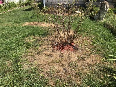 SHW-0021
Photo Date: 08/08/2019
Photo Credit: Kyle Fender
Description: A resident reported that a vandal dumped oil or another chemical substance on several of the plants in their yard. The soil was tested and believed to have been impacted with a petroleum substance. The grass and plants began to die from the chemical contamination.
