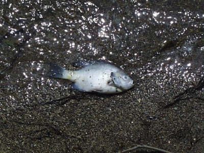 SW-0005
Photo Date: 4/11/2001
Photo Credit: Jason Ravenscroft
Description: Dead fish from a fish kill in a retention pond in a residential subdivision.

