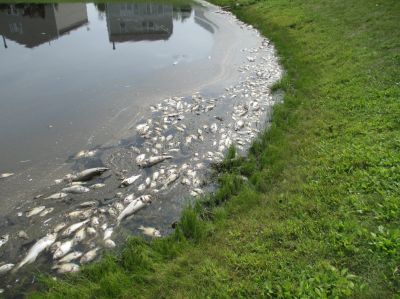 SW-0007
Photo Date: 08-15-13
Photo Credit: Ellie Hansotte
Description: Retention pond fish kill

