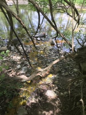 SW-0010a
Photo Date:	April 19, 2018
Photo Credit:	Jason Ravenscroft
Description:	Dye test for home suspected of discharging sewage into creek from broken sewer lateral.
