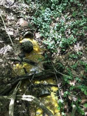 SW-0010b
Photo Date:	April 19, 2018
Photo Credit:	Jason Ravenscroft
Description:	Dye test for home suspected of discharging sewage into creek from broken sewer lateral.
